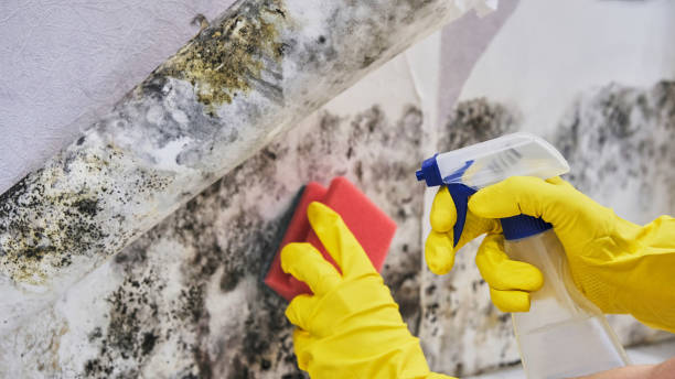 Why You Should Choose Our Mold Remediation Services in Lake California, CA